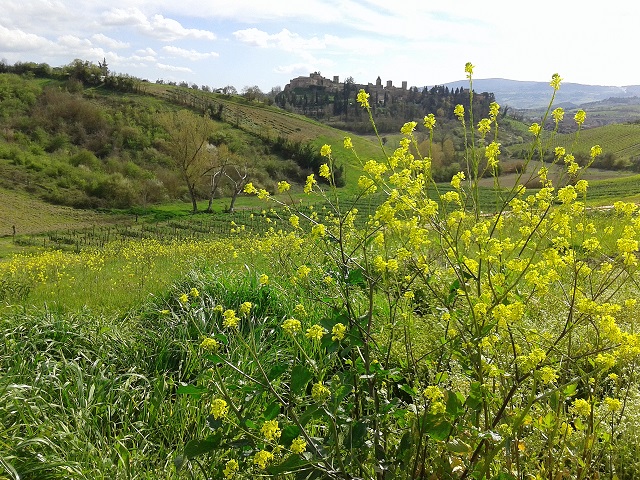 チェルタルド：春の田園風景Ⅱ