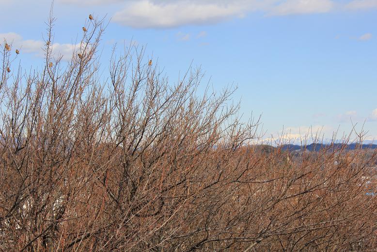 2012.2.17枝に止まる鳥と雪山