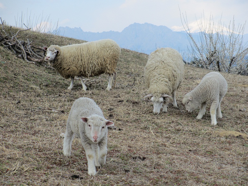 2012.4.6農園の羊