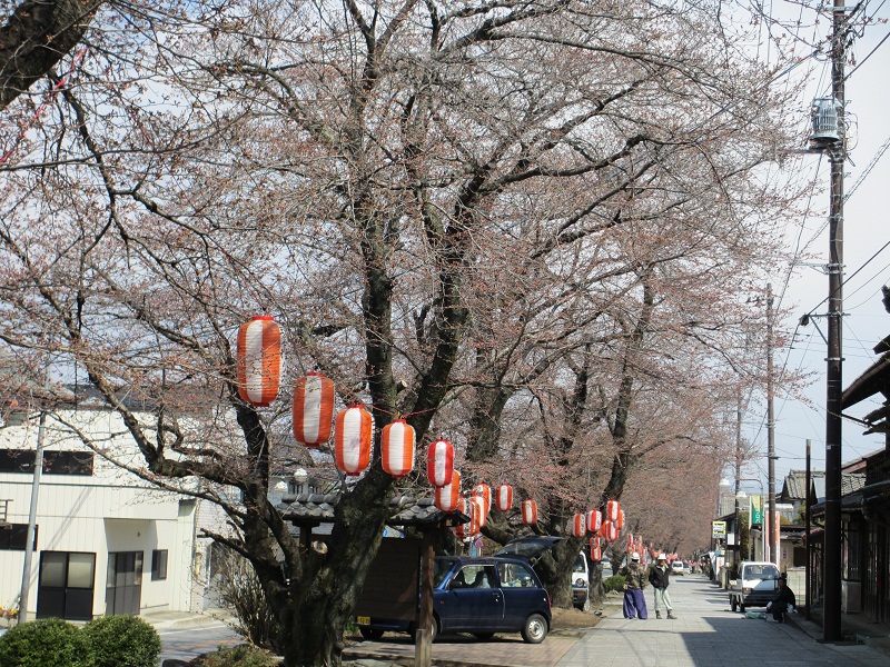 2012.4.6桜並木