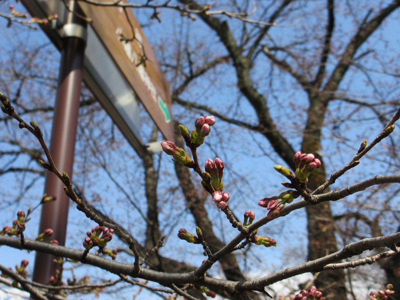 2012.4.6桜並木の蕾