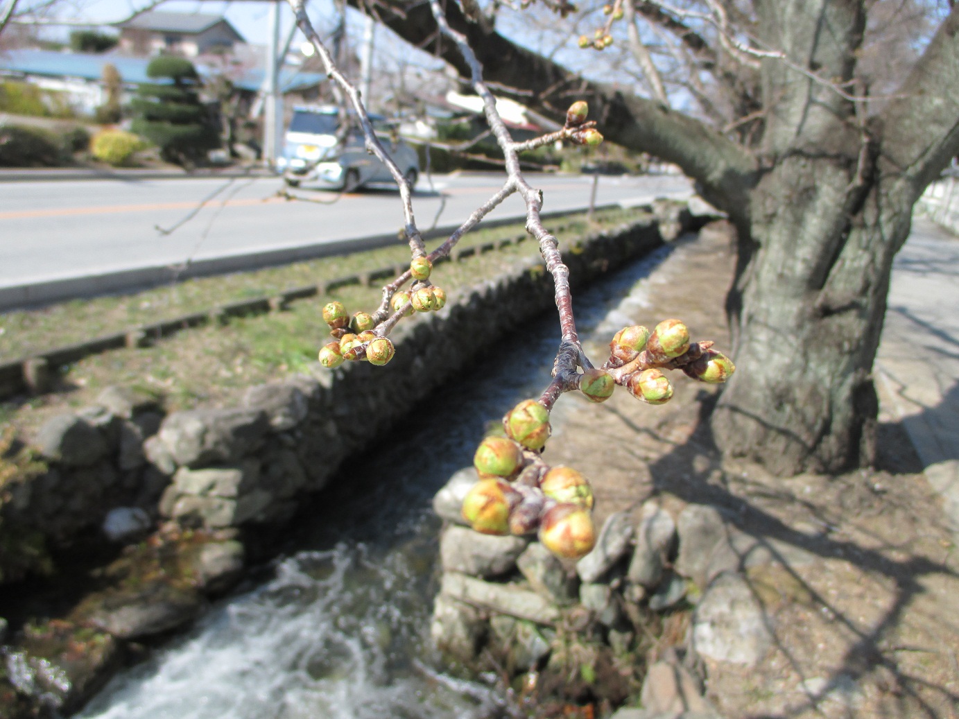 2014.3.24桜のツボミ