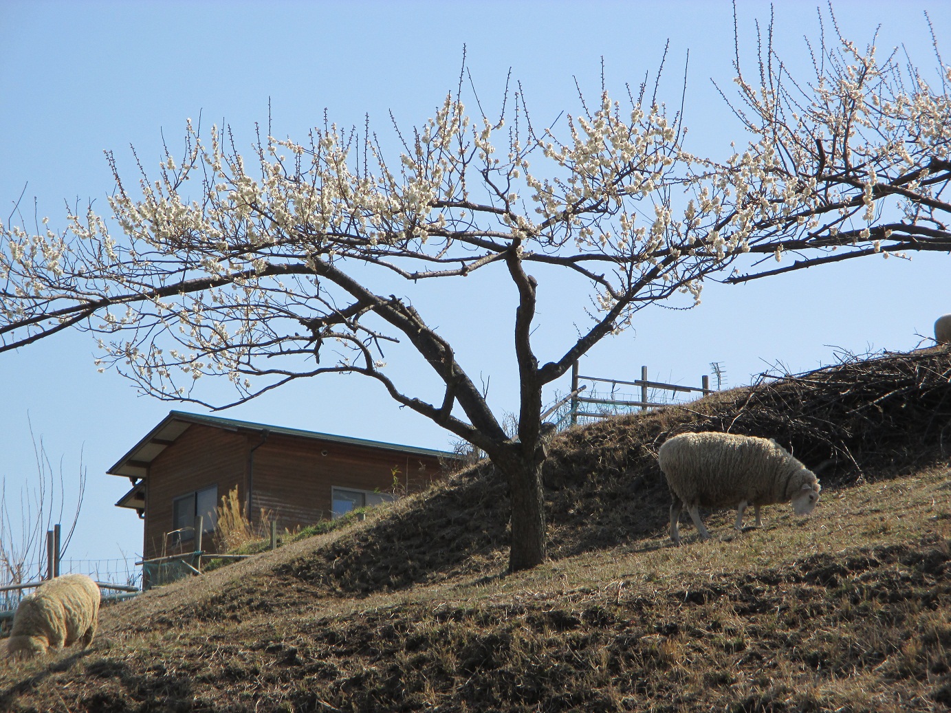 2014.3.24農園の羊
