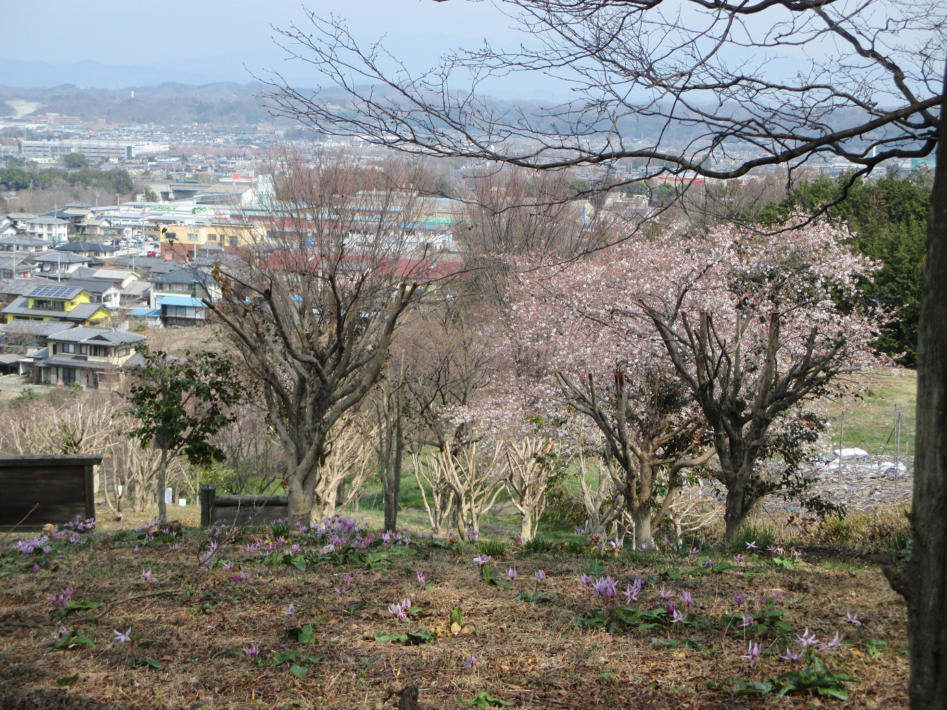 2014.4.2八幡山