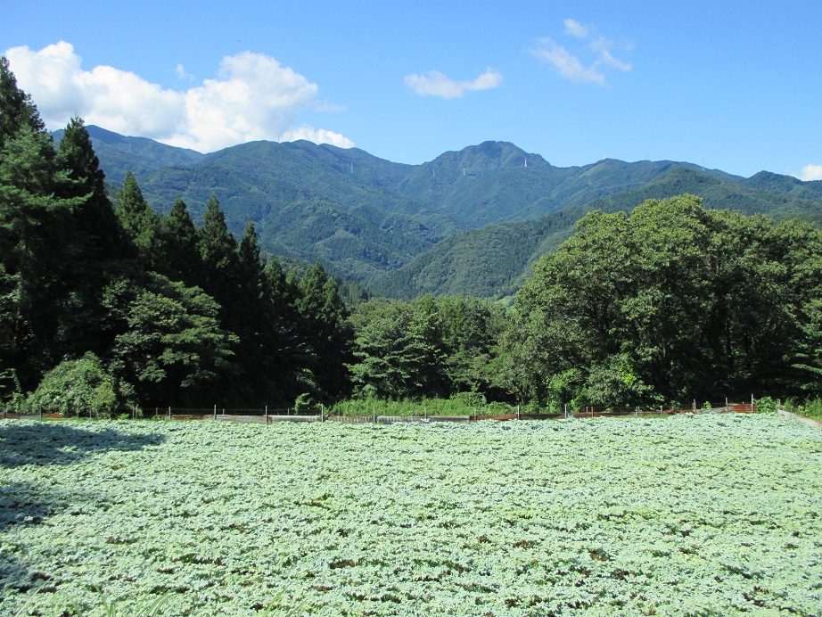 2014.9.2稲含山