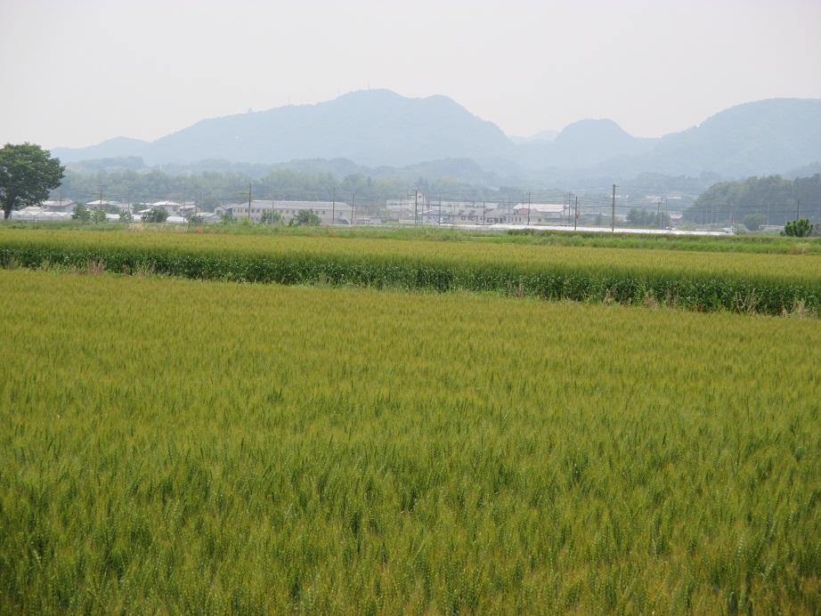 2015.5.21麦畑