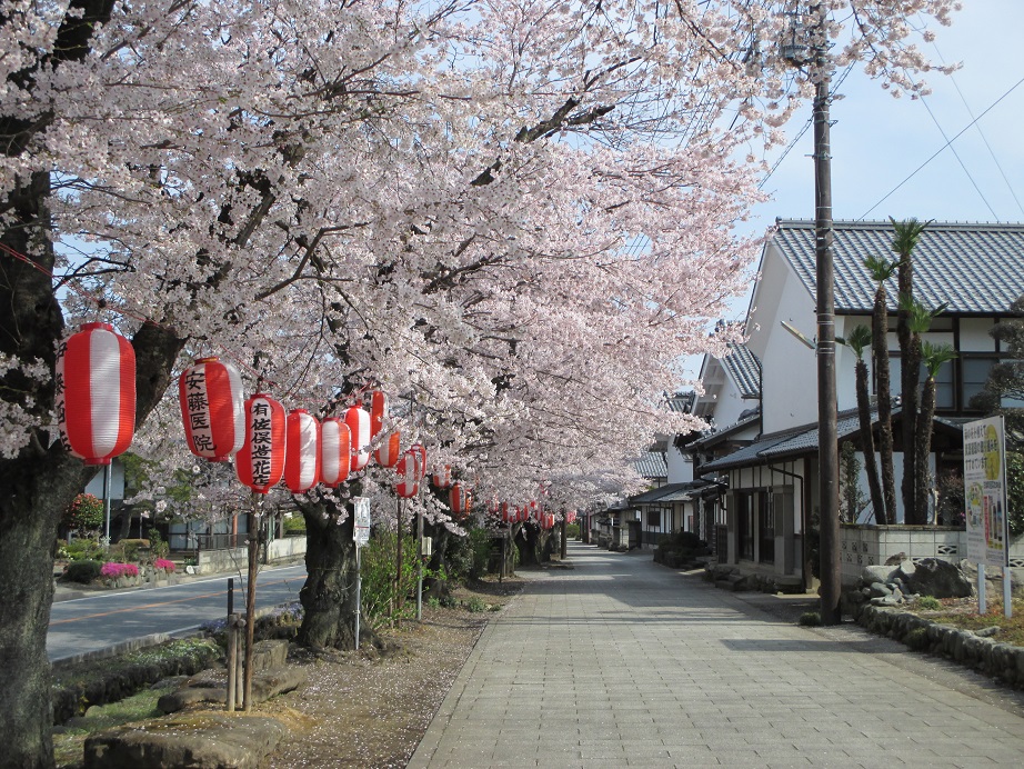 2016.4.6桜並木