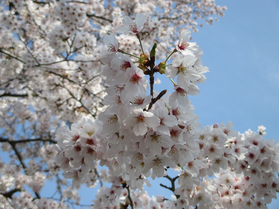 2016.4.6桜