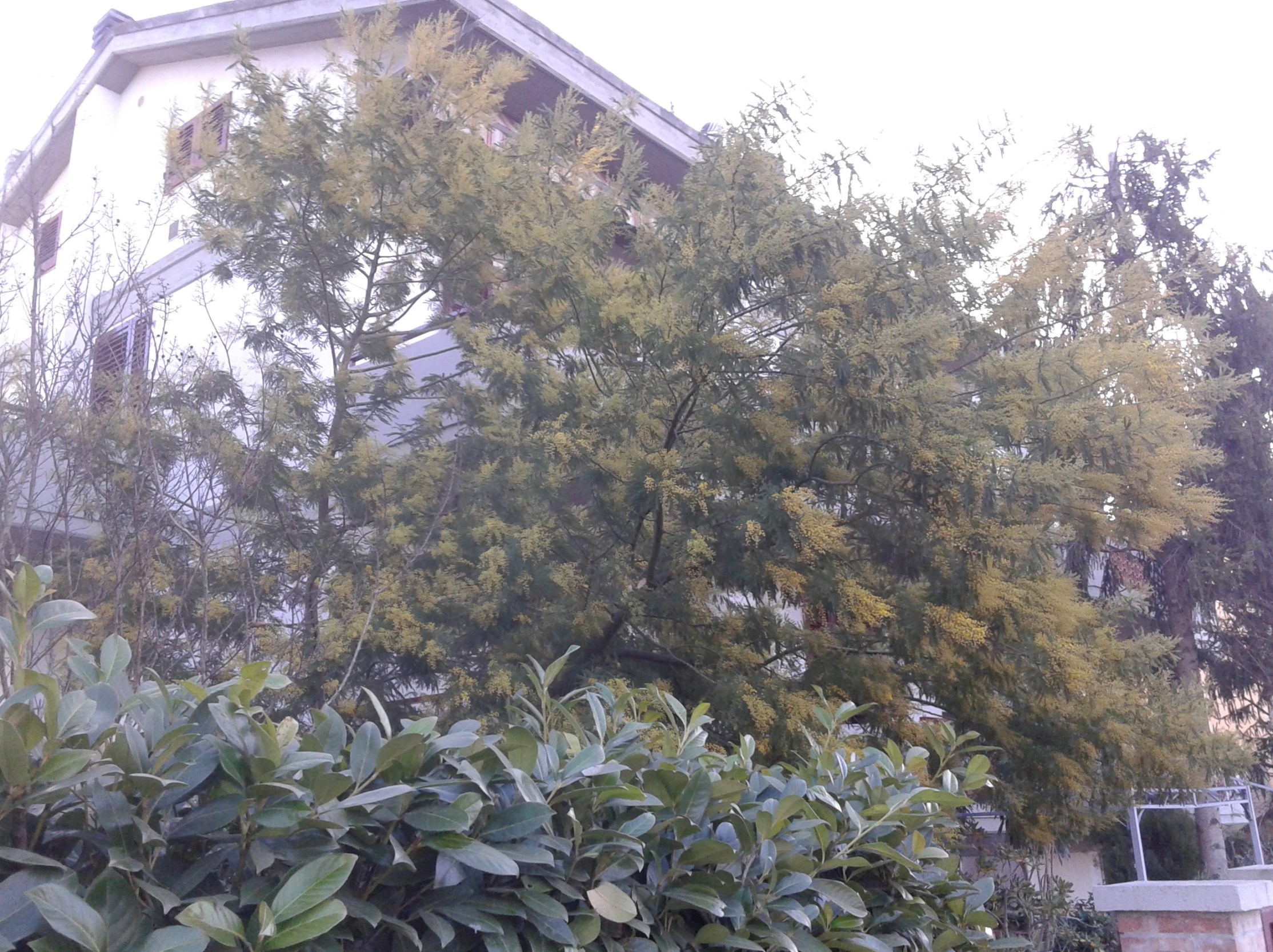 民家の庭先に咲くミモザの木