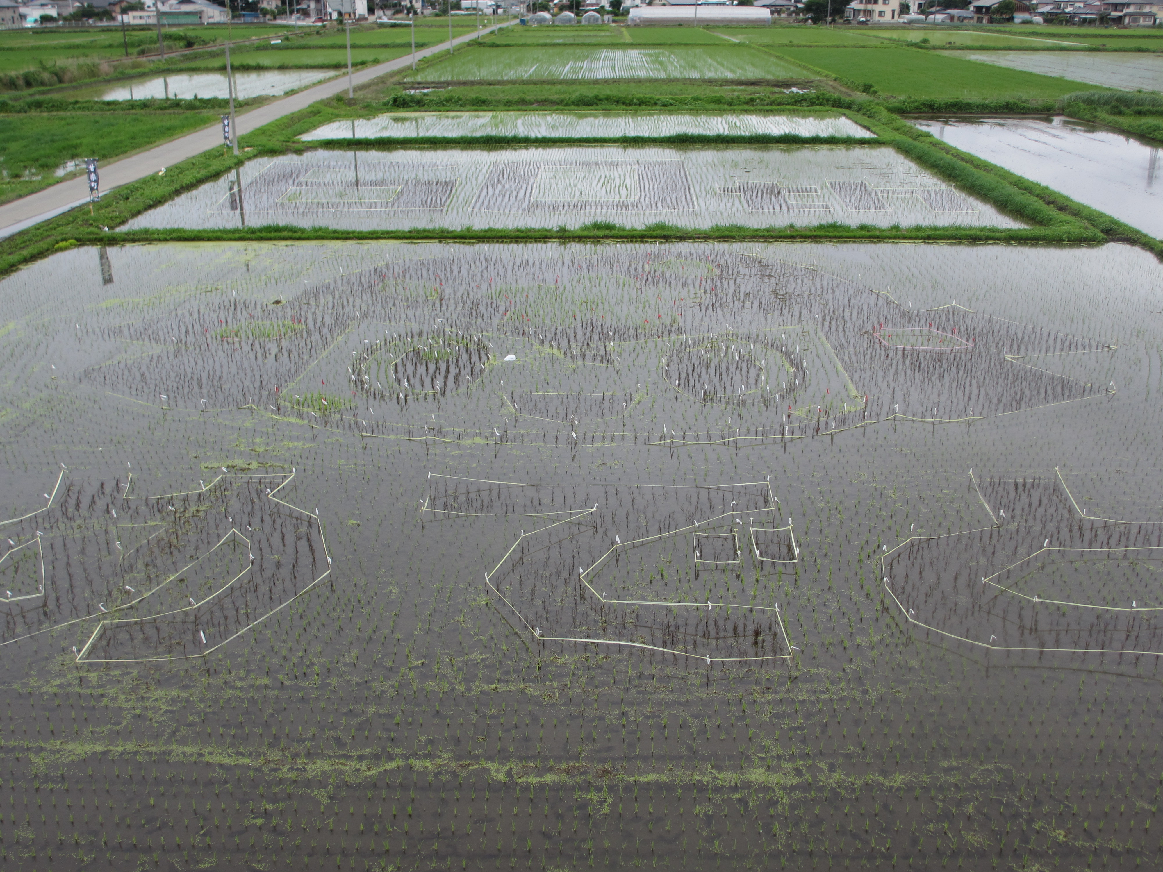甘楽町 甘楽町発足60周年記念事業 田んぼアート