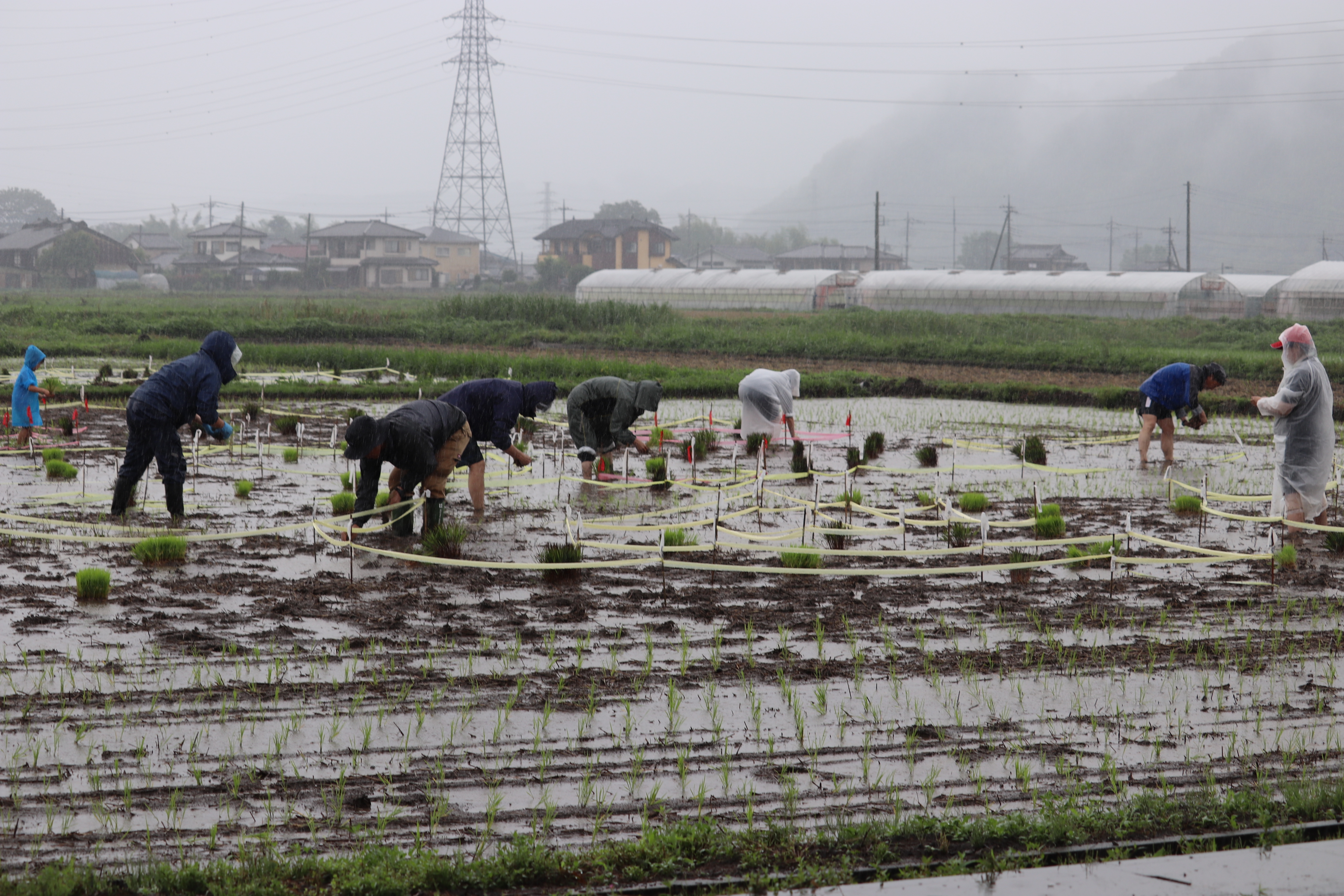 甘楽町 甘楽町発足60周年記念事業 田んぼアート