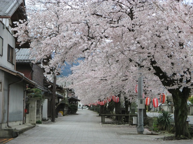 1春の桜並木