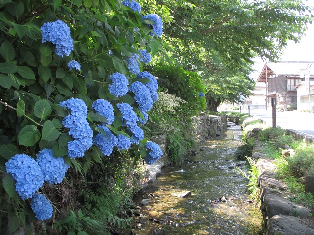 雄川堰の紫陽花