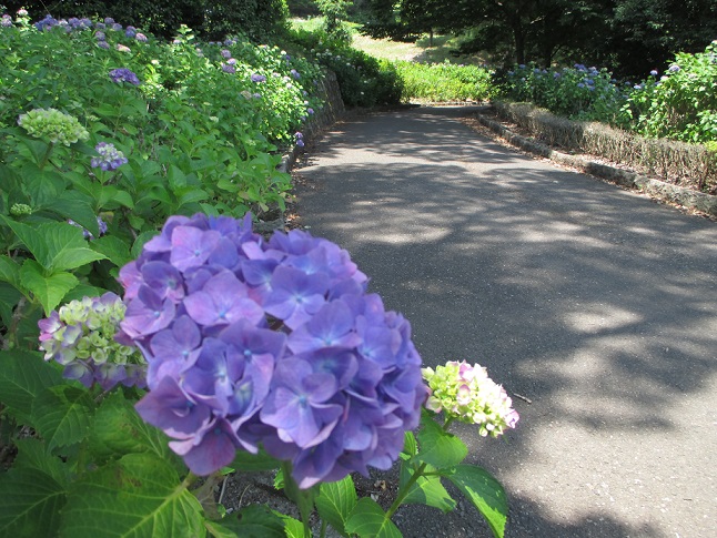 公園紫陽花