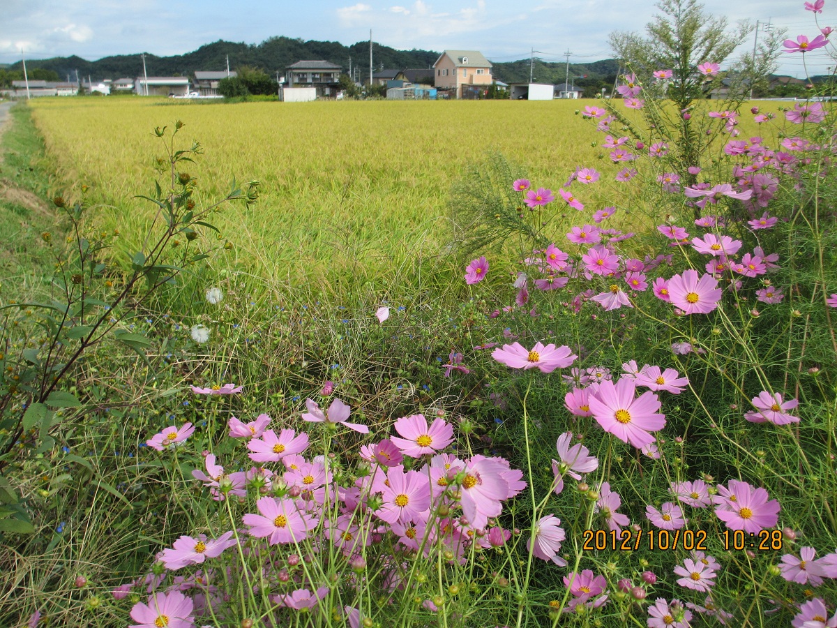 2012.10.2稲穂とコスモス