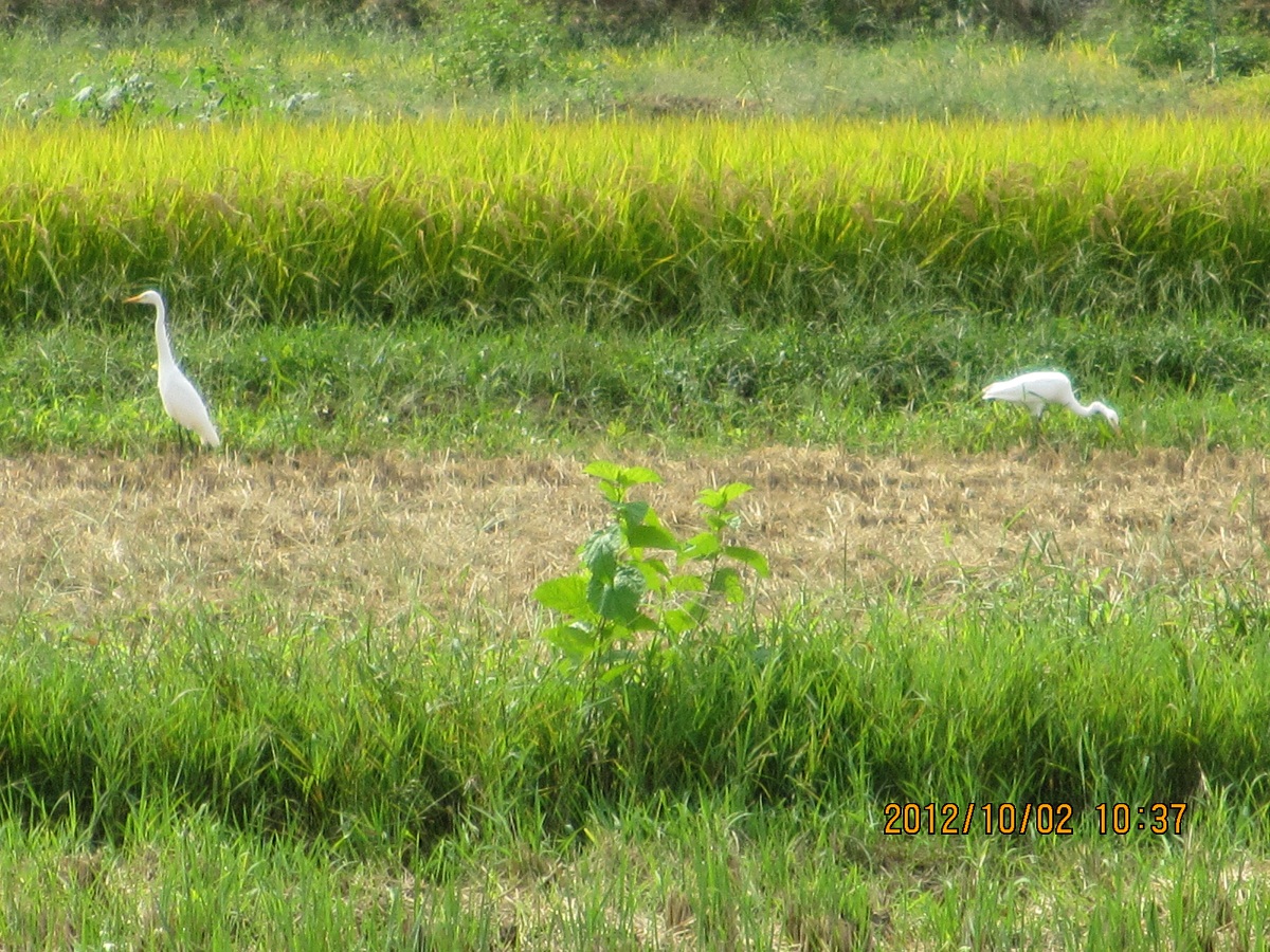 2012.10.2田園とシラサギ