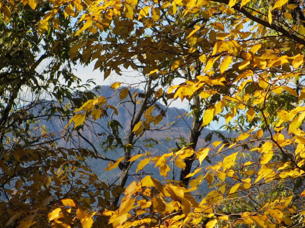 2012.11.14紅葉と稲含山