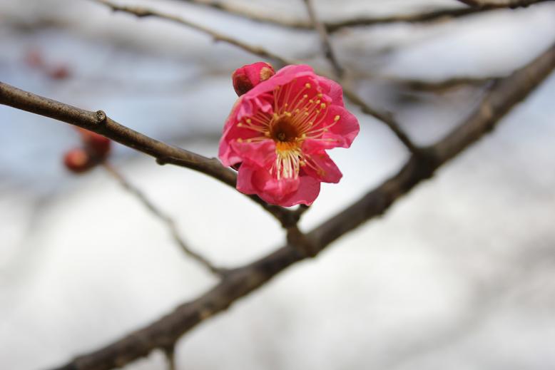 2012.2.17梅、近くで撮りました