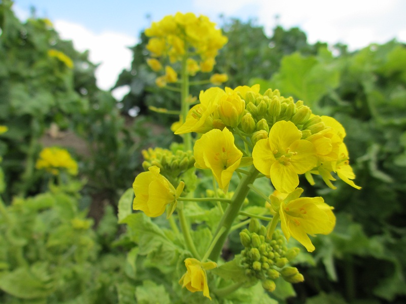 2012.4.6菜の花