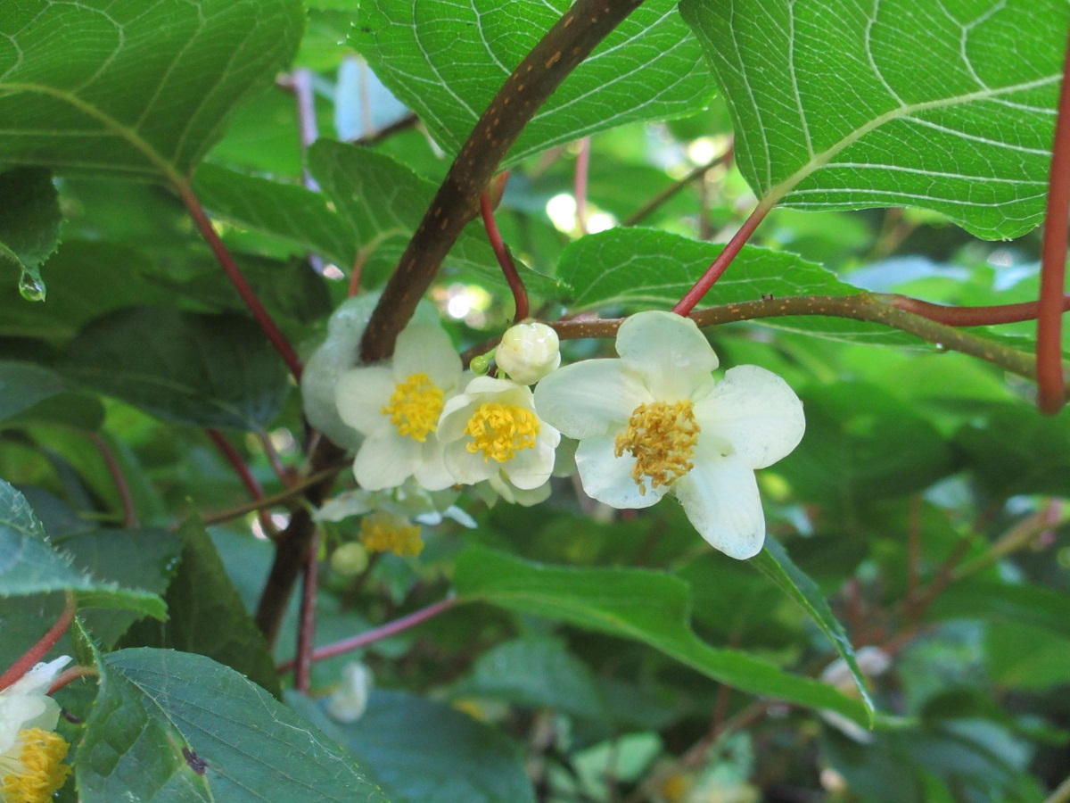 2012.7.4マタタビの花