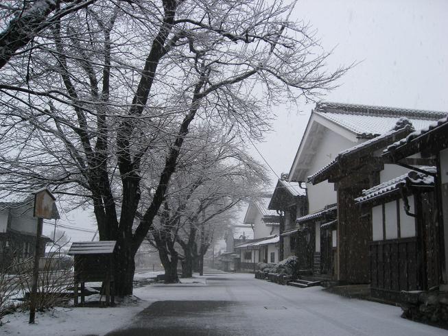 雪の桜並木