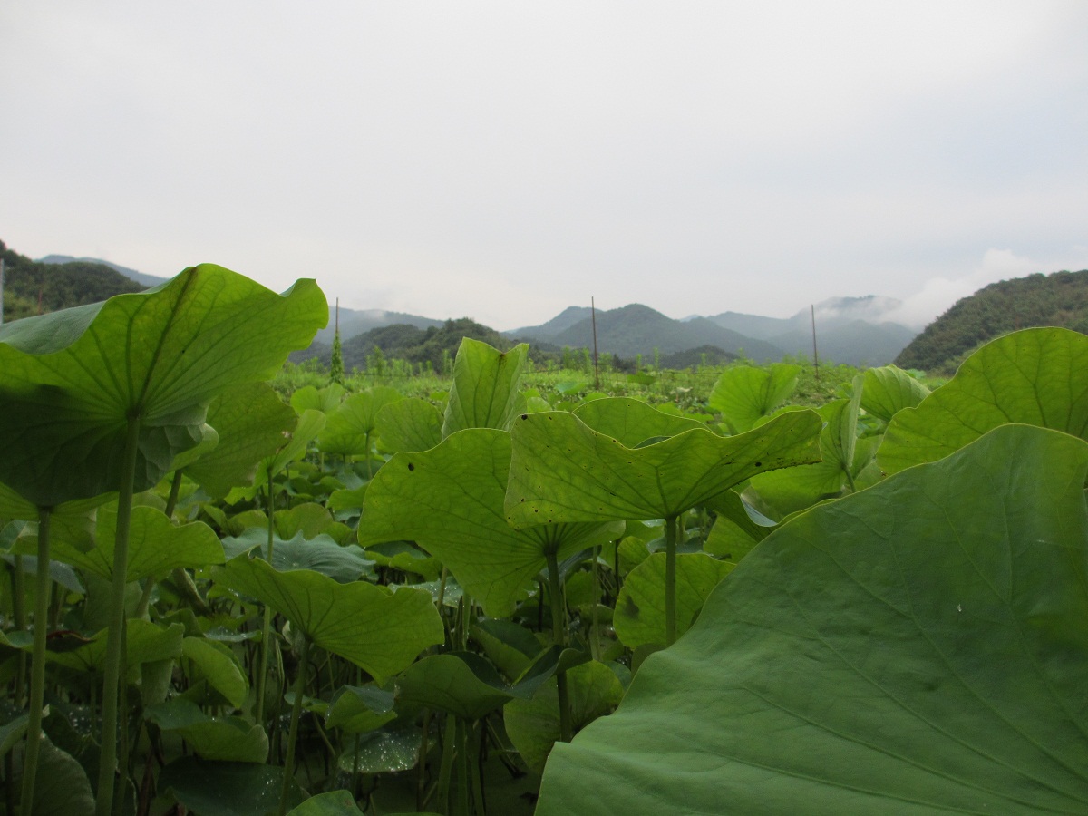 2012.7.13古代ハスと国峰城址