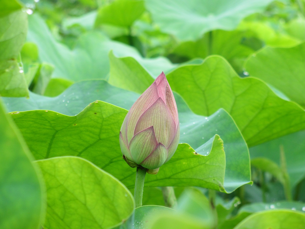 2012.7.13古代ハスのつぼみ