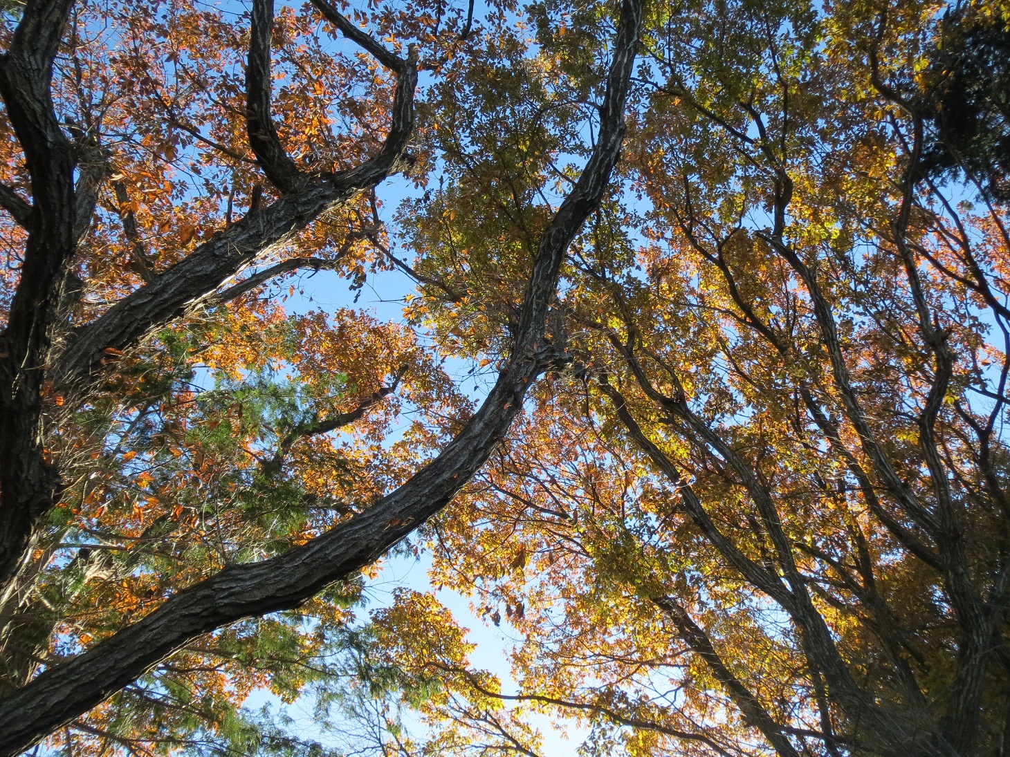 2013.11.22天狗山紅葉１