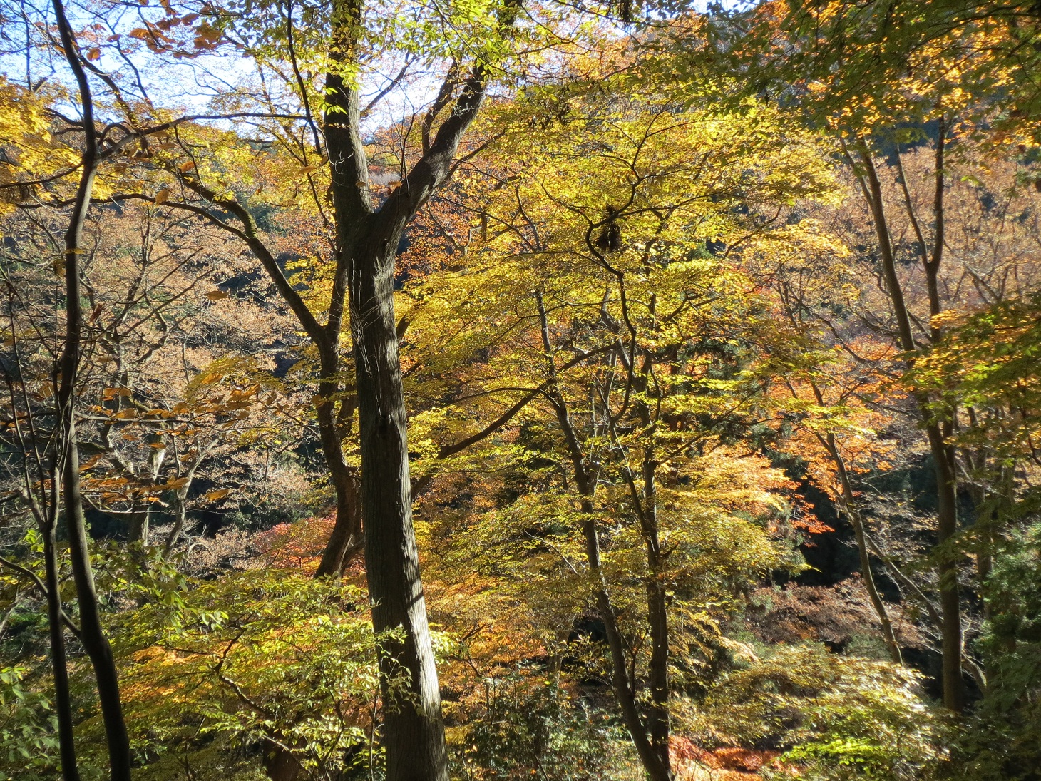 2013.11.22天狗山紅葉２