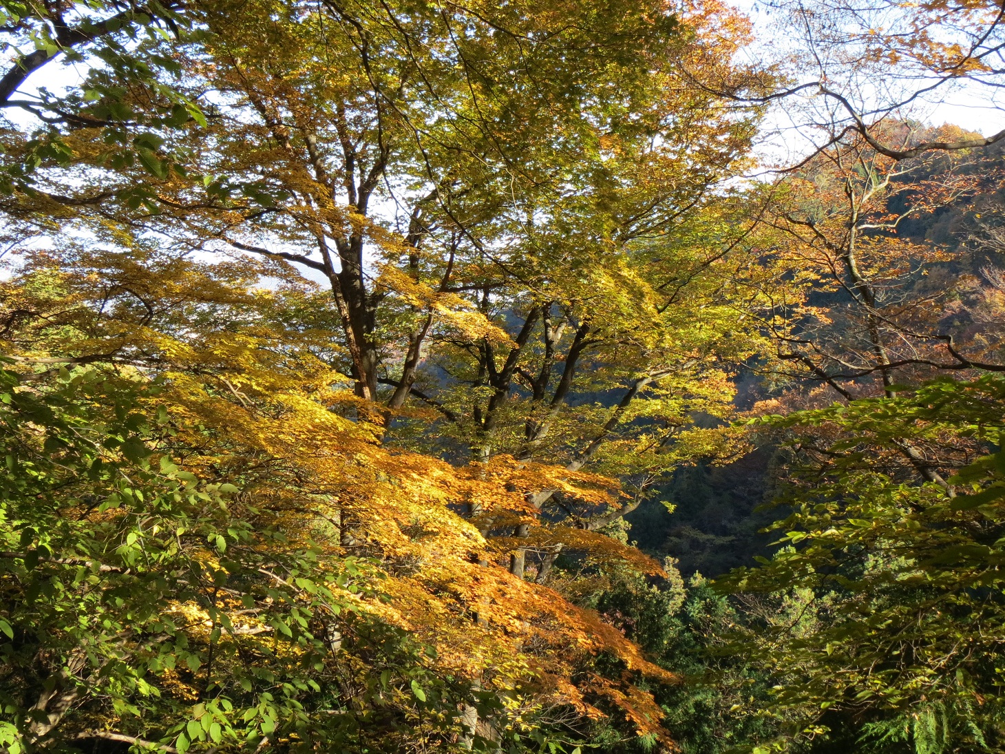 2013.11.22天狗山紅葉３