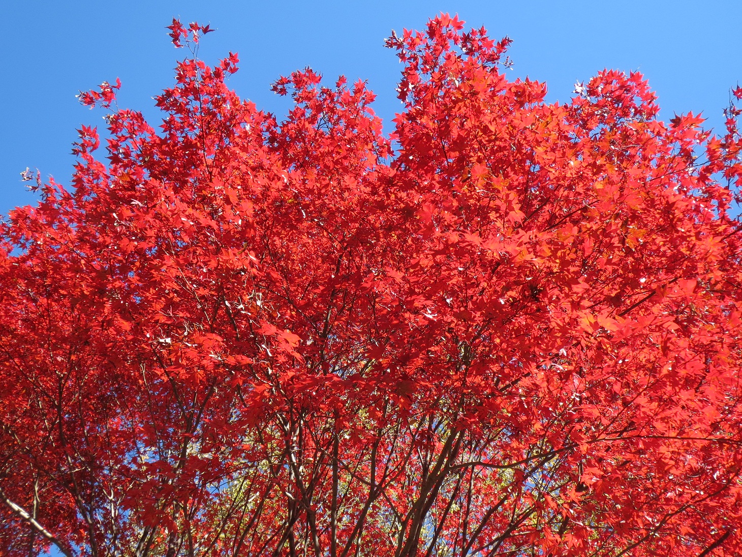 2013.11.22紅葉山２