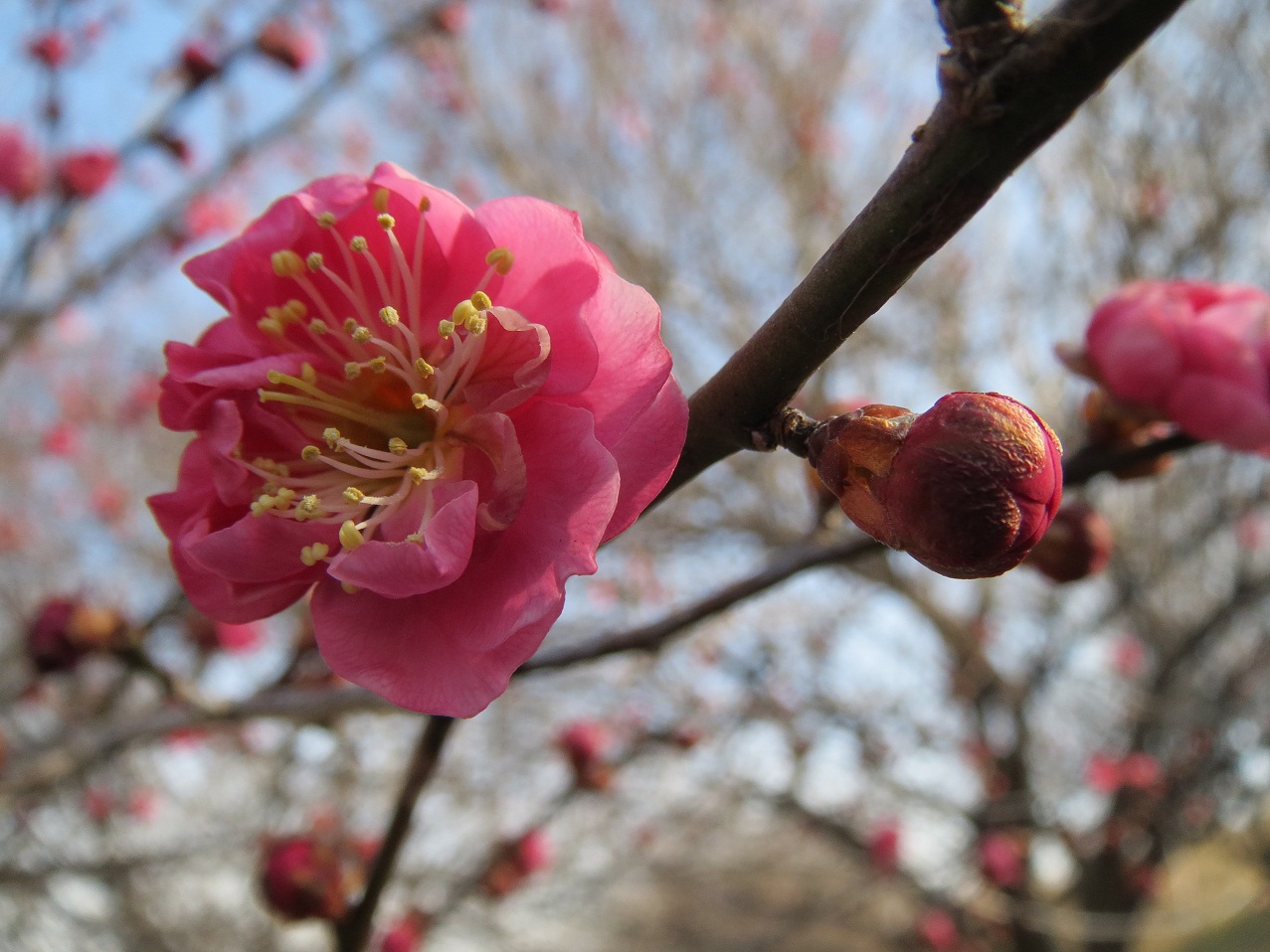 2013.2.14紅梅の花