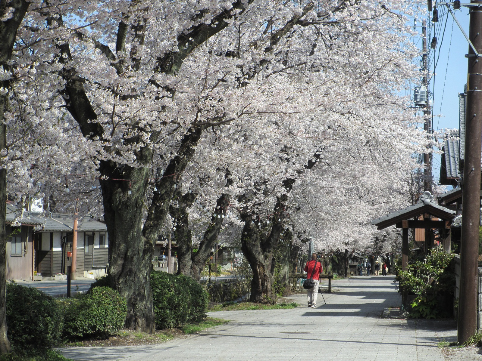 22013.4.4桜並木