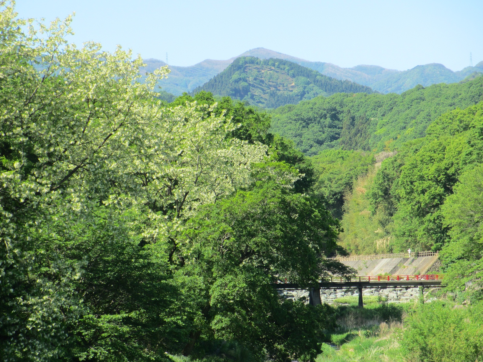 2013.5.17アカシアと裏門橋