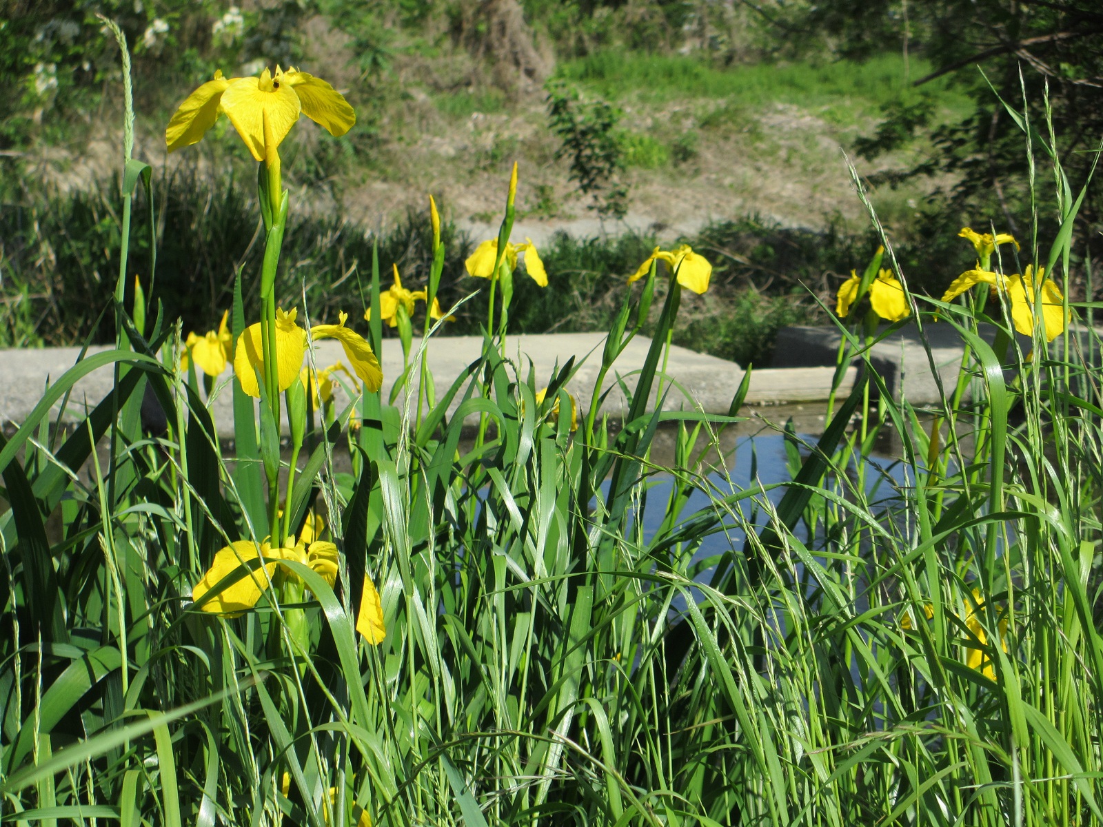 2013.5.17キショウブ