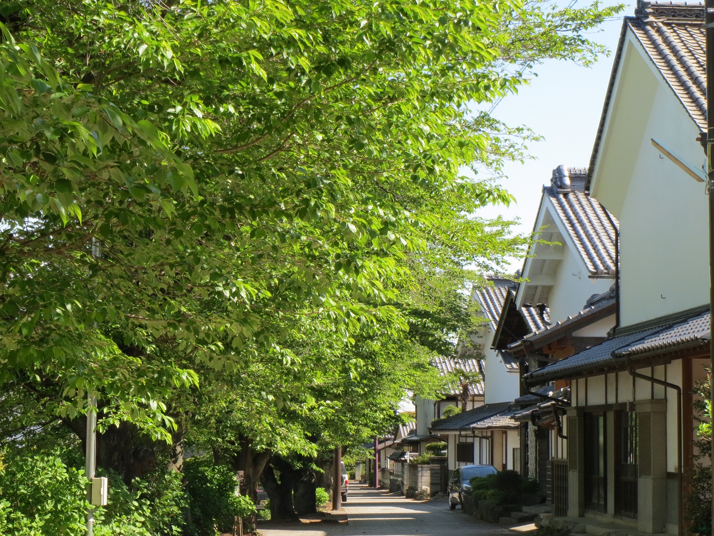 2013.5.2桜並木