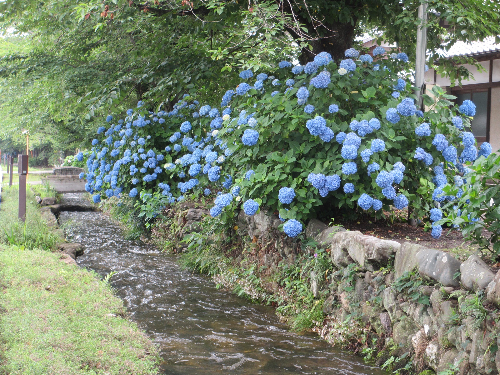 2013.6.19紫陽花１