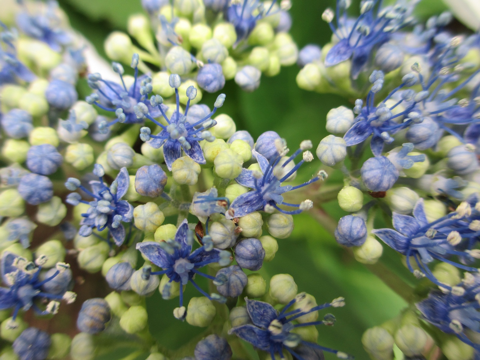 2013.6.19紫陽花５