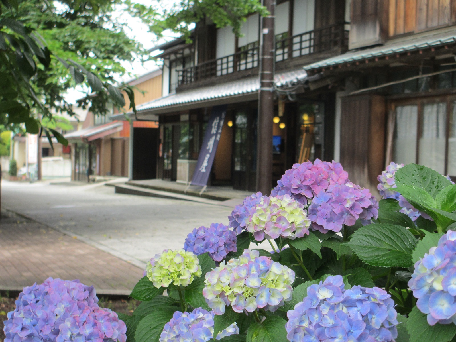 2013.6.19紫陽花と信州屋