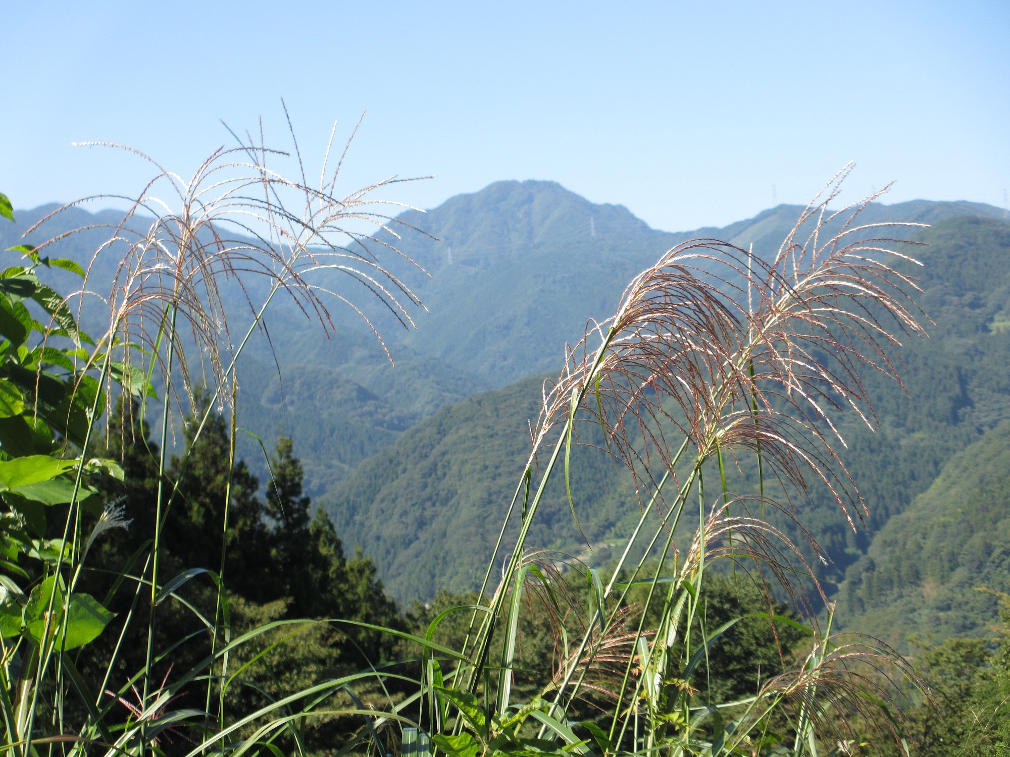 2013.9.19ススキと稲含山