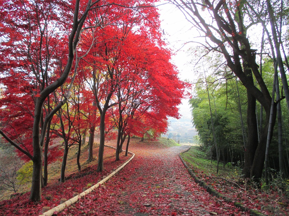 2014.11.28紅葉山1