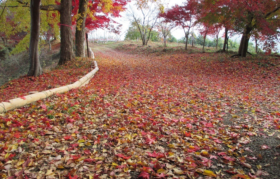 2014.11.28紅葉山2