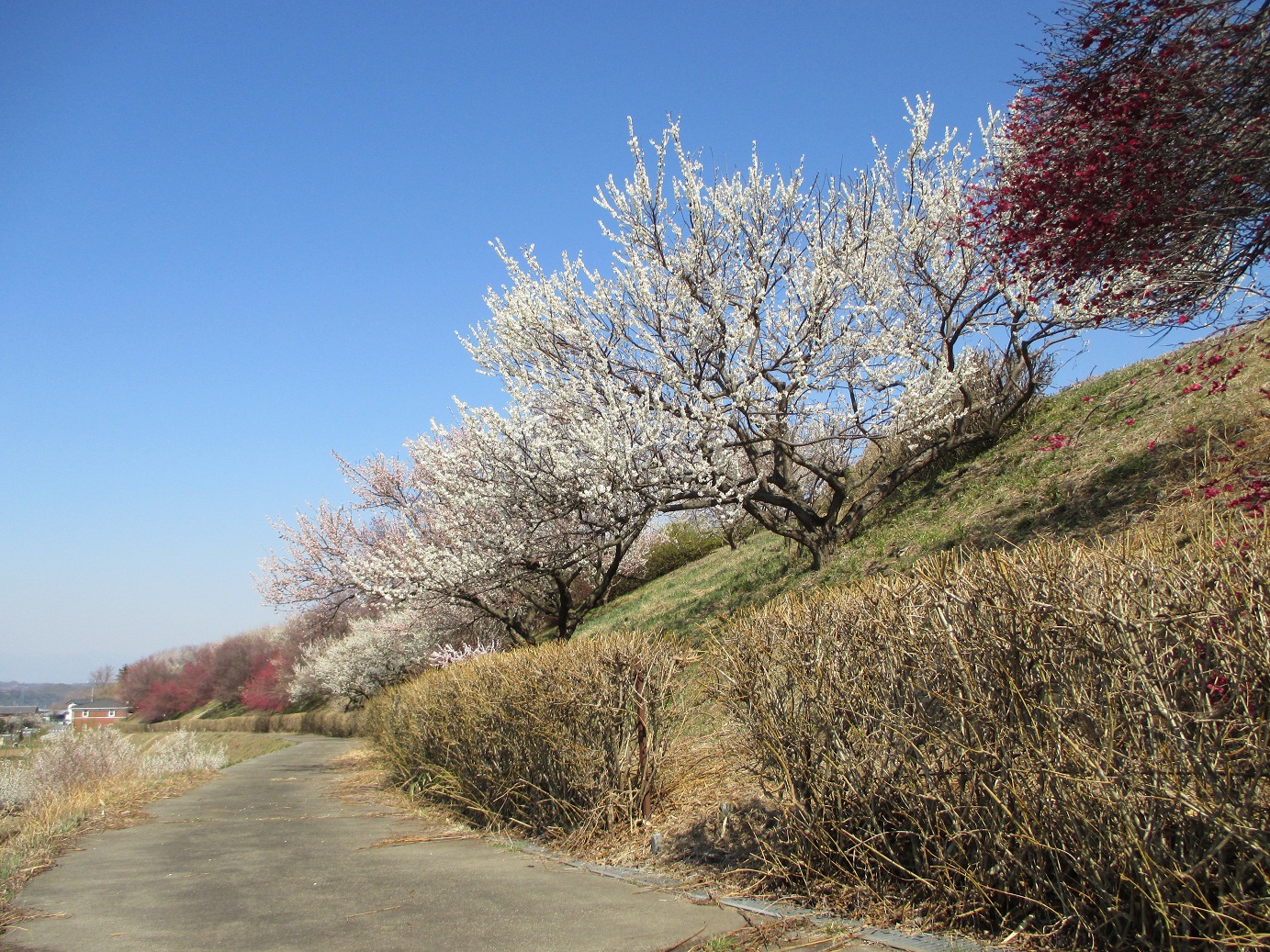 2014.3.24梅園の梅