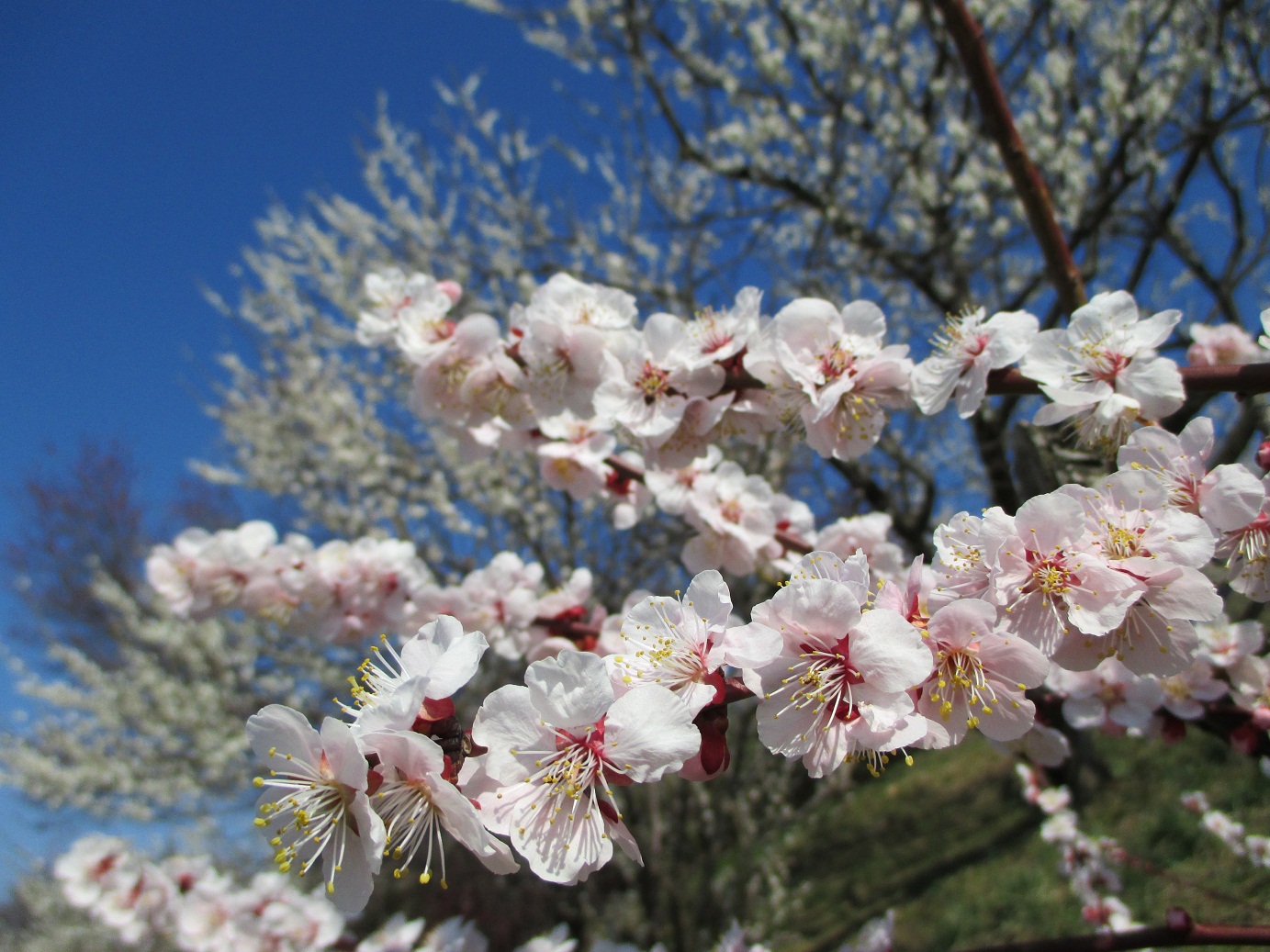 2014.3.24梅の花