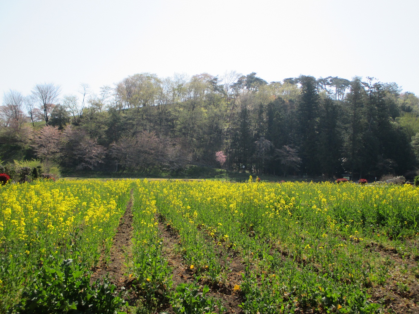 2014.4.15八幡山