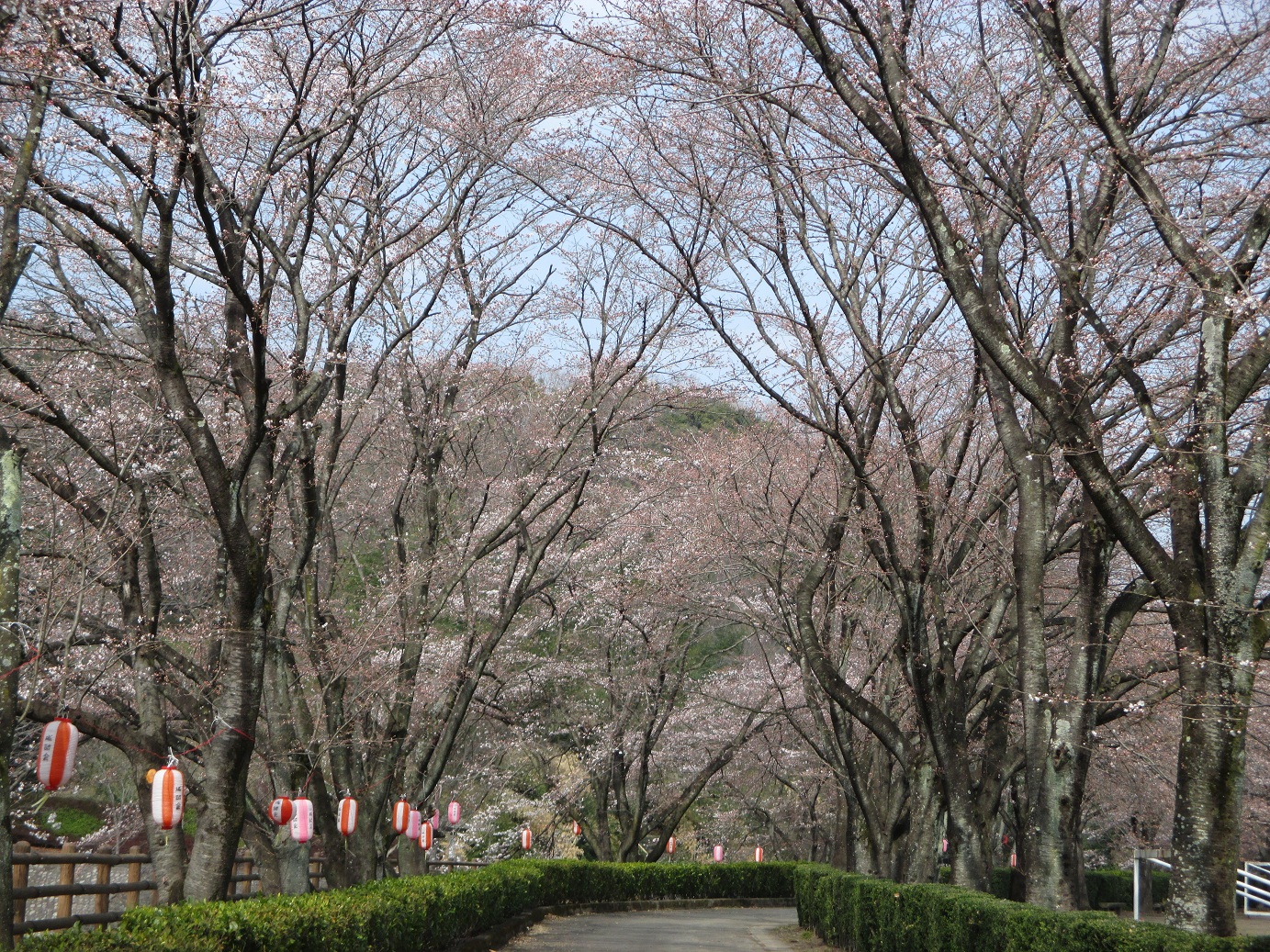 2014.4.2公園2