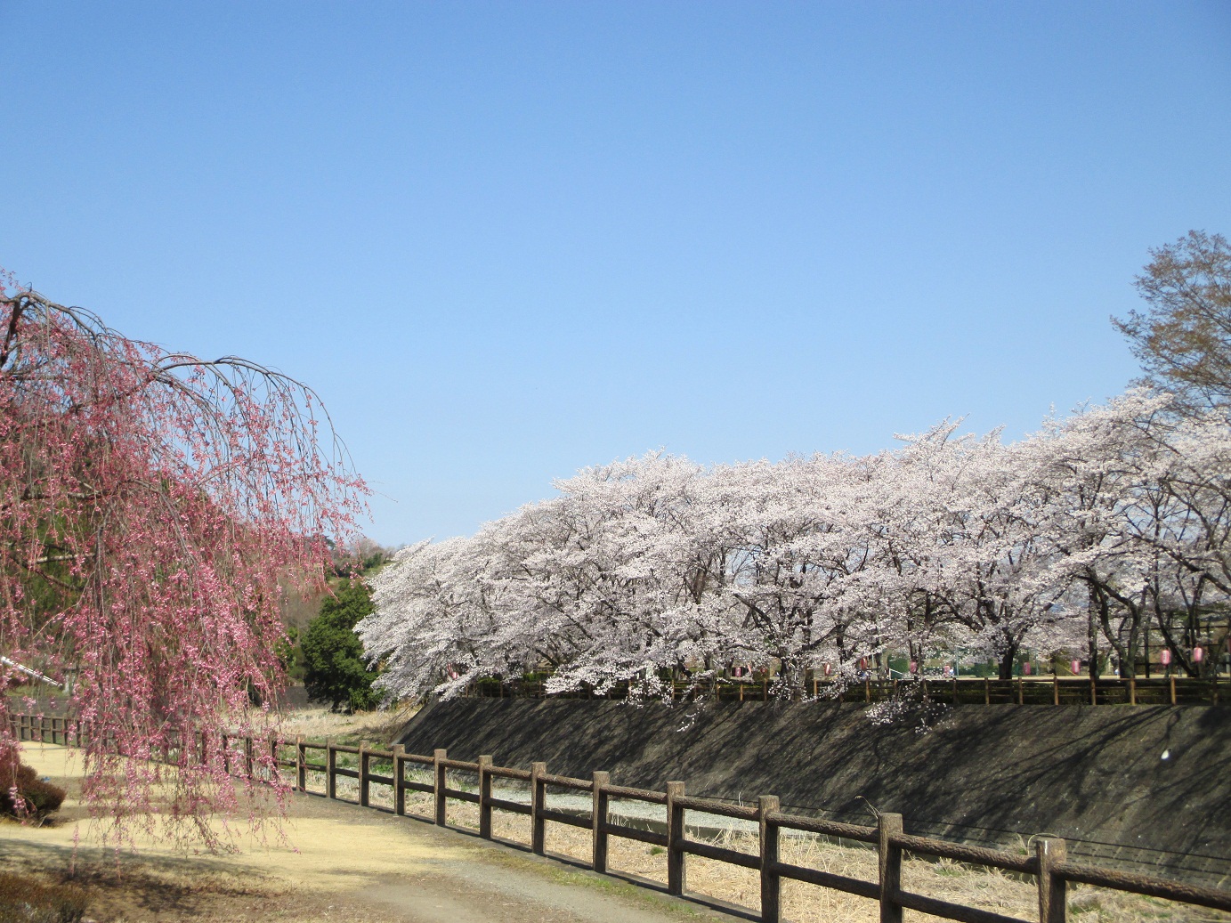 2014.4.7公園1