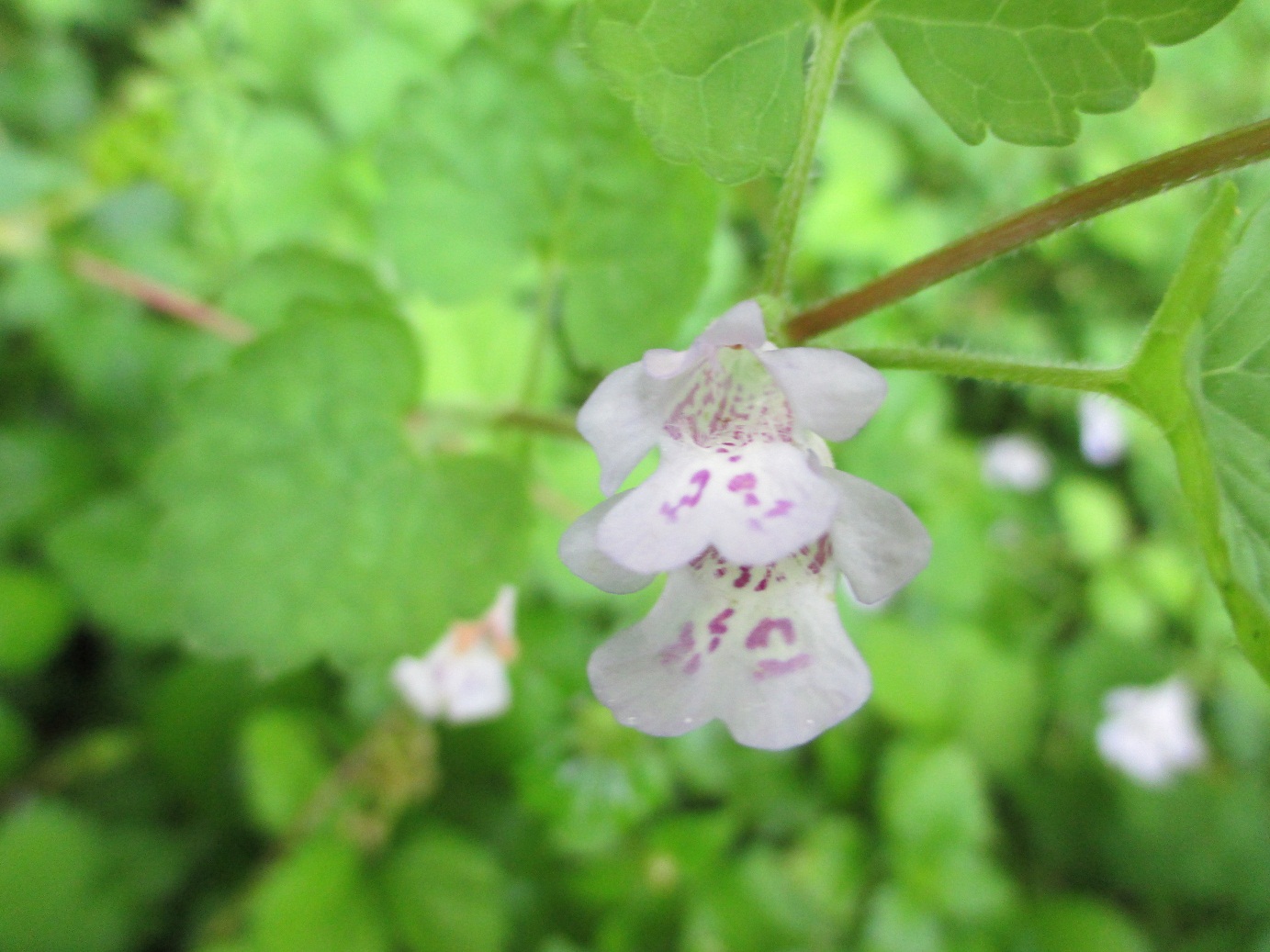 2014.5.9カキドオシ