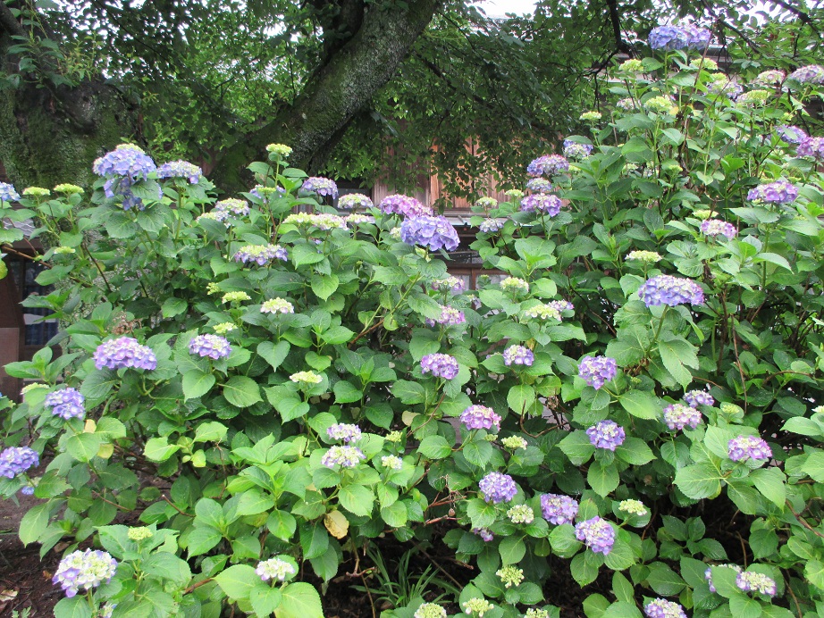 2014.6.9紫陽花4