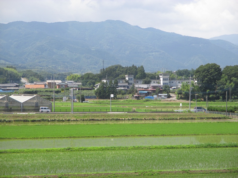 2014.7.1田んぼ1